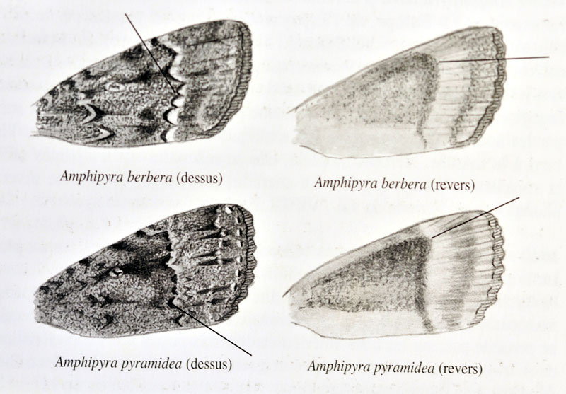 Amphipyra (Amphipyra) berbera